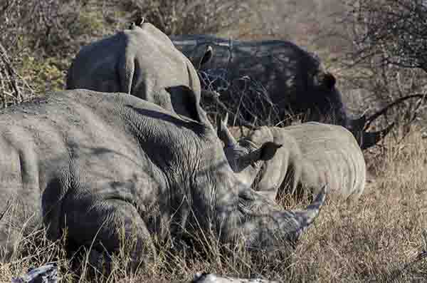 Rinoceronte Blanco - parque nacional Kruger - Sudáfrica 8.jpg
